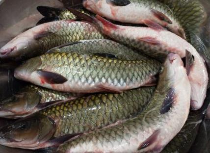 草鱼相似淡水鱼,外来品种淡水鱼像草鱼