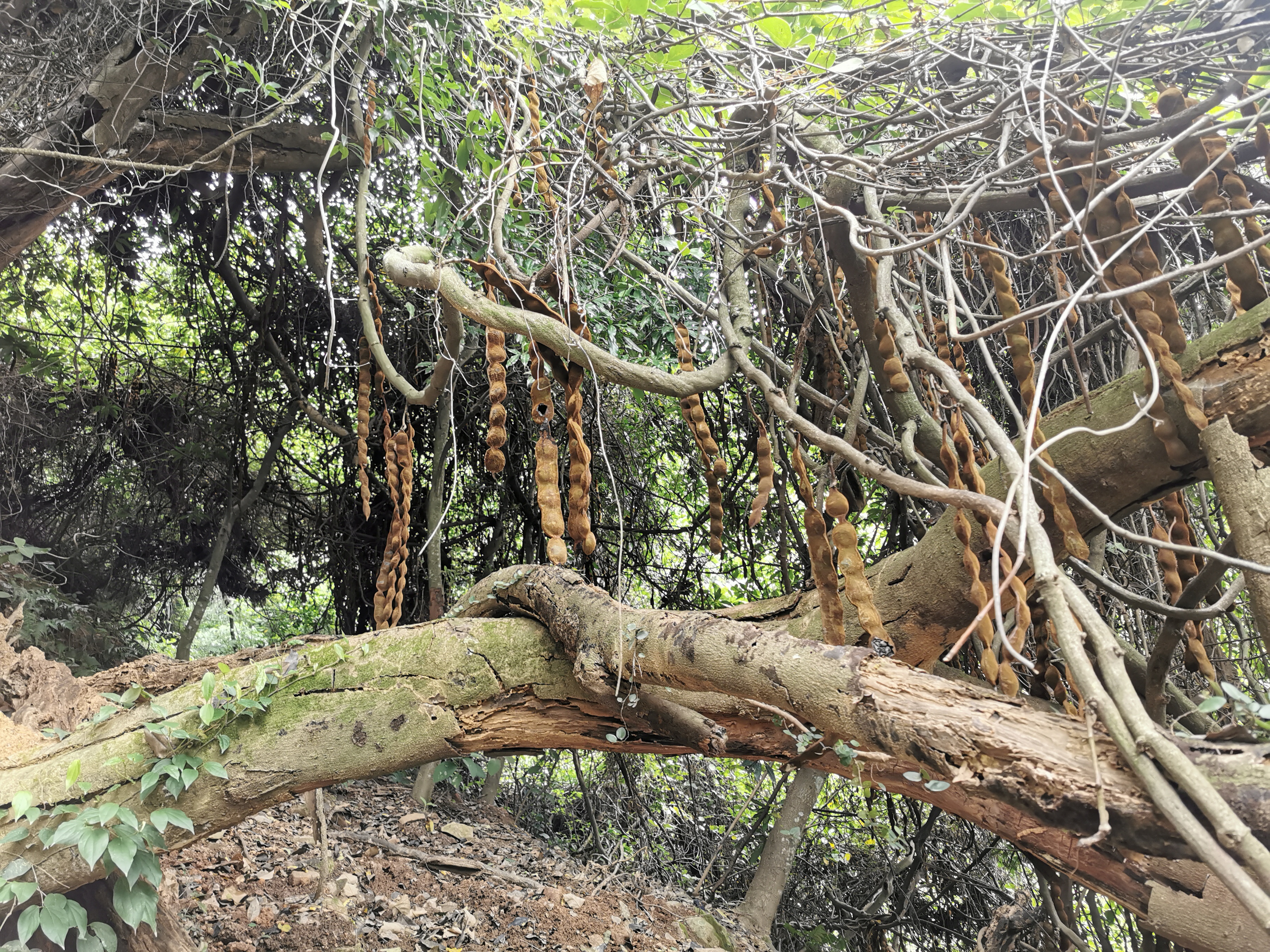 福州周边古道行之：三十六弯—恩顶—竹园岭，偶遇大野猪夹子