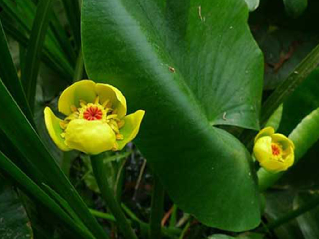 四季水培睡莲荷花盆栽的种植方法,荷花睡莲花色鲜艳非常好养