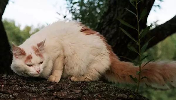 新手铲屎官第一次给猫洗澡,给猫咪洗澡的时候猫咪为什么怕水