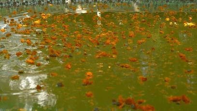 厦门天沐温泉年票,厦门天沐温泉恐龙侏罗纪