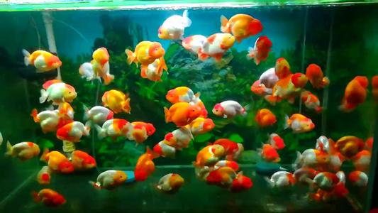 金鱼都有哪些品种图片说明,金鱼分为哪四大品种及其特点