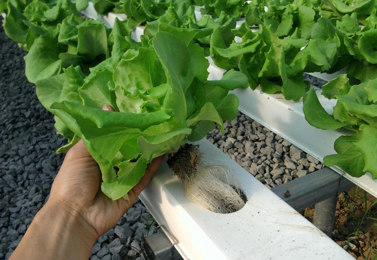 中环易达设施园艺科技有限公司,中环易达魏华农