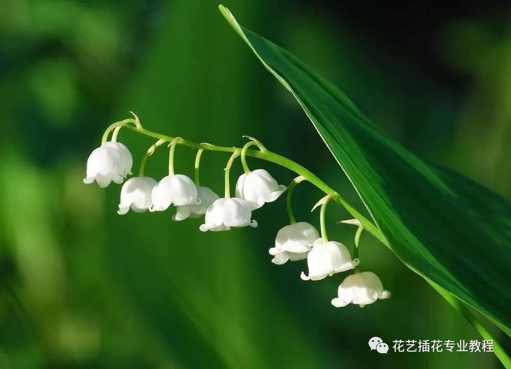 学花艺必备的花语,花艺师要知道的花与花语
