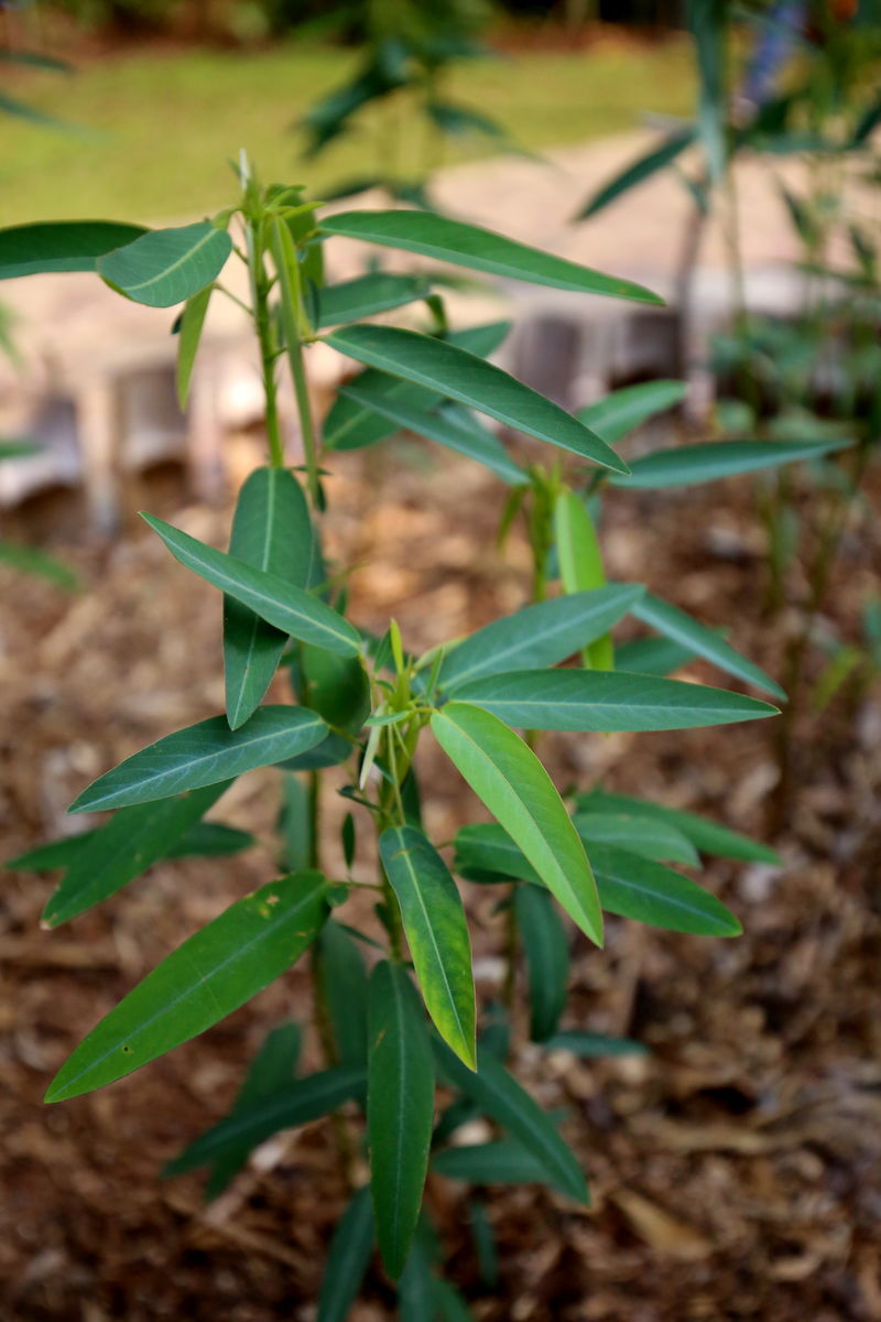 自然界嘴巴奇特的十种动物,十种奇特的自然界植物图片