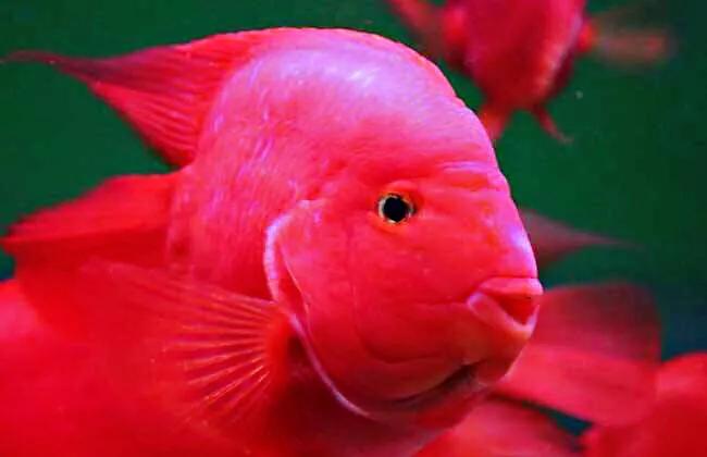 财神鱼哪种比较漂亮,起头财神鱼