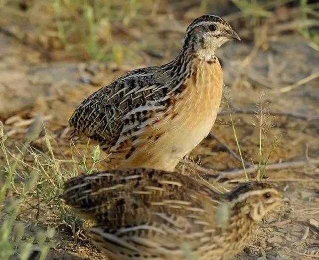 环境对鸟类的危害,鹌鹑对阳光需求大吗