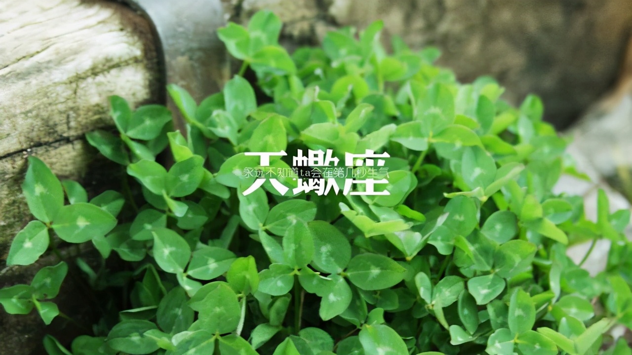 分手基本不回头的星座,感情中不回头的星座