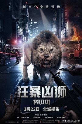 当你遇到一头狮子,城市里闯入了一头狮子