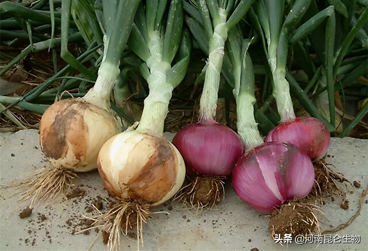 洋葱烂根的治疗方法,洋葱苗干尖黄叶用什么药