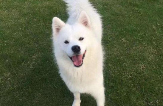 萨摩耶患犬瘟,萨摩耶流鼻涕是为什么