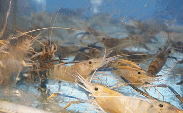 黄金虾饼180g,黄金脆皮虾饼