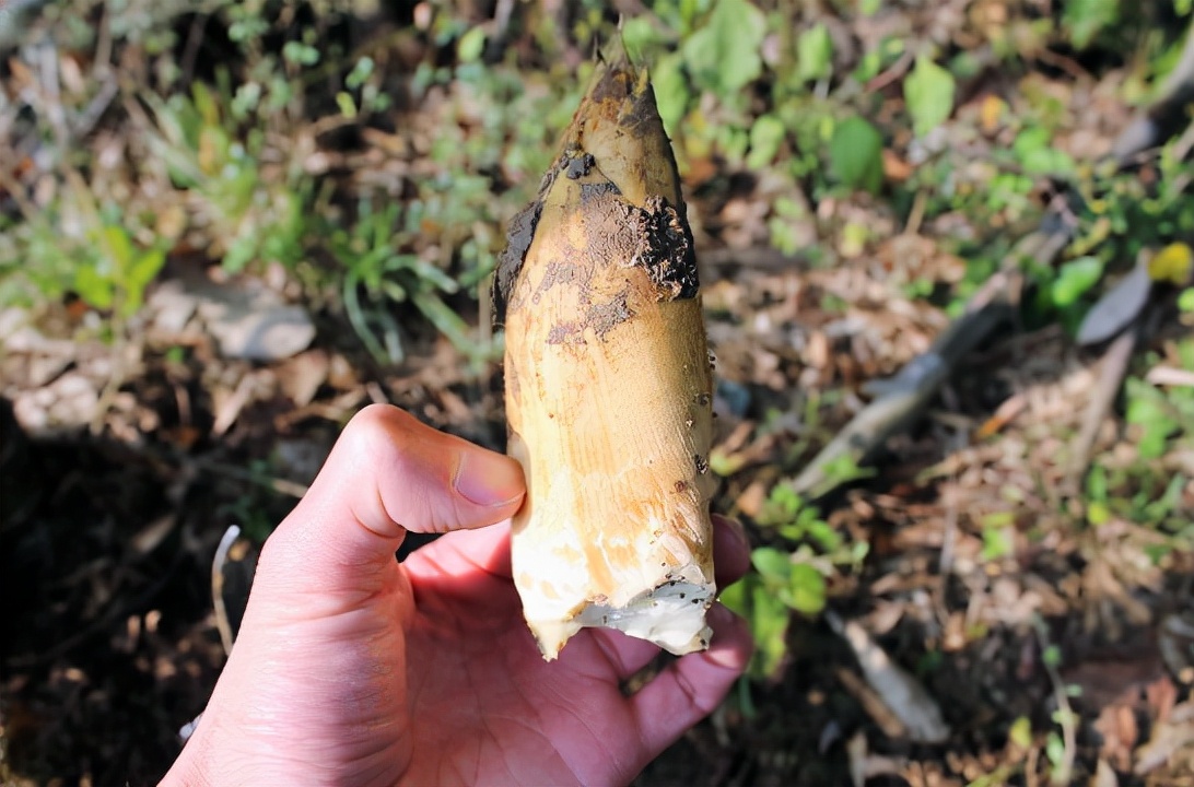 冬笋为什么都是三斤五斤起卖,冬笋一斤有多少肉