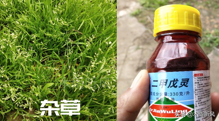 土壤杂草种子怎样去除,有什么办法可以杀死杂草和树根