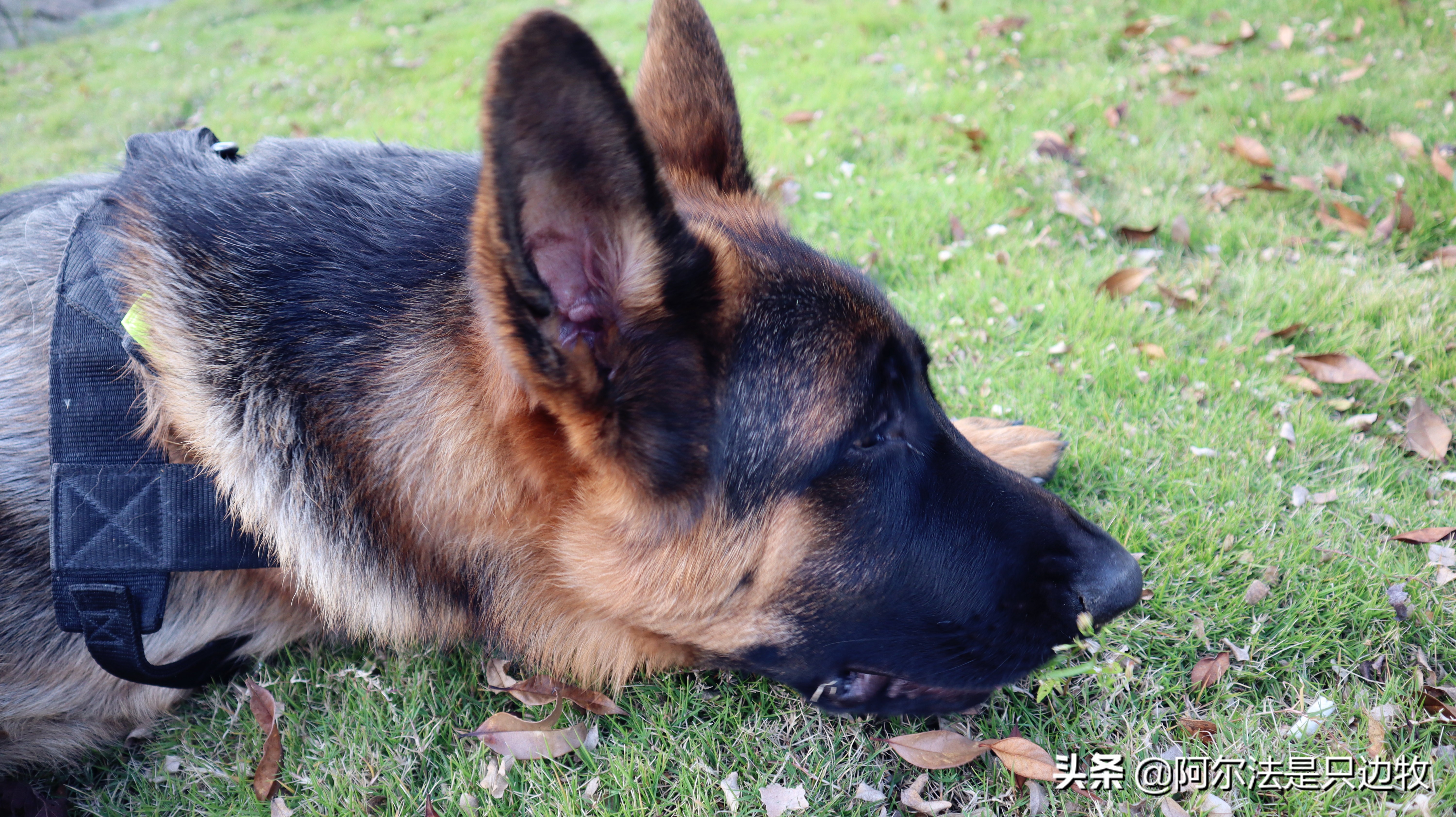 德牧吃什么增高增肥快一点,200斤德牧减肥