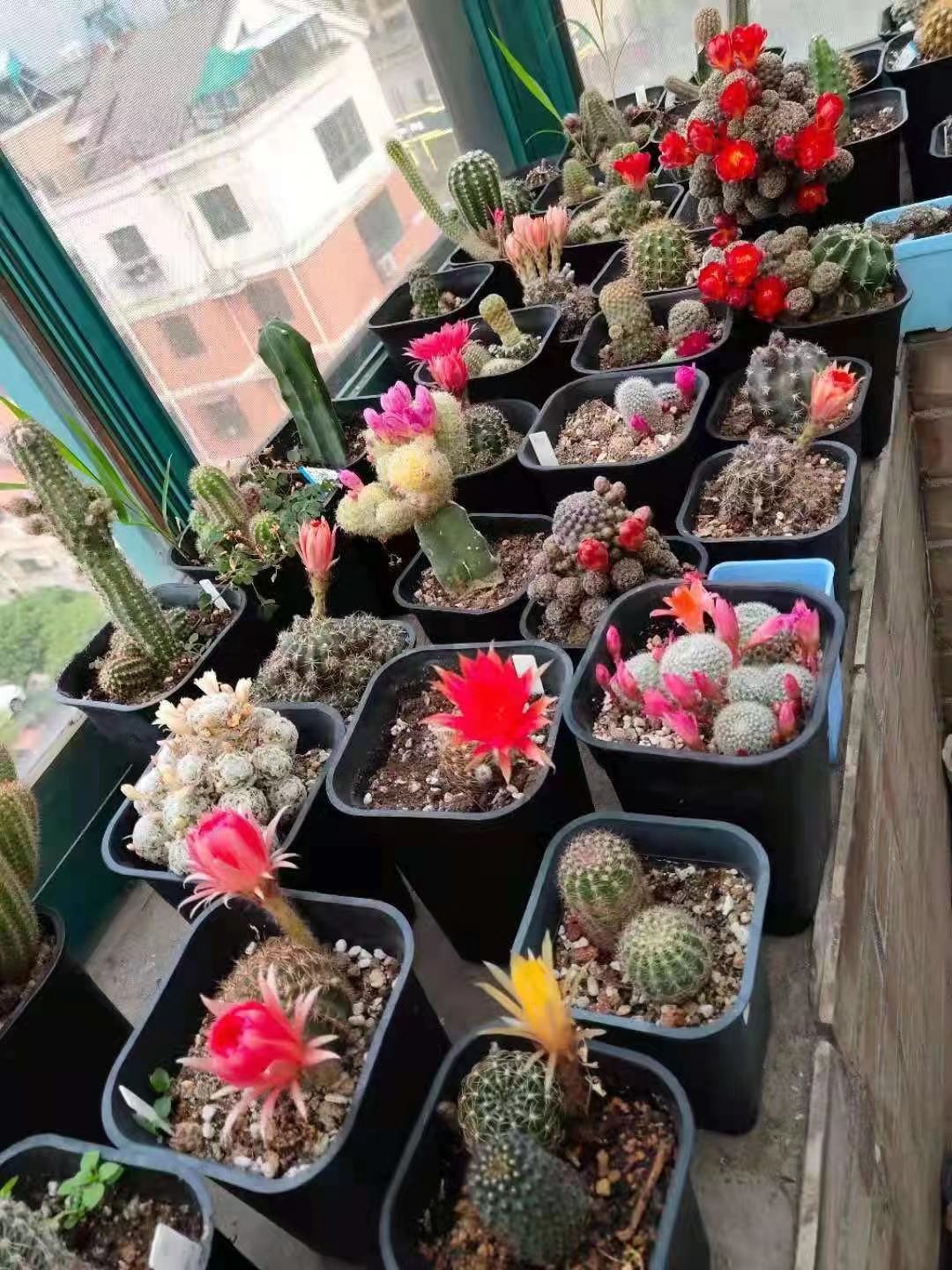 仙人掌要怎么养才能结果,仙人掌怎样才长叶子