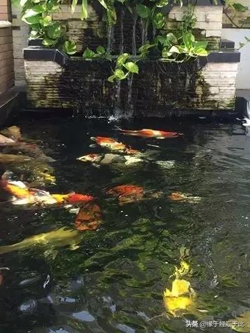 锦鲤长白毛最快的治疗方法,治疗锦鲤鱼病特效药