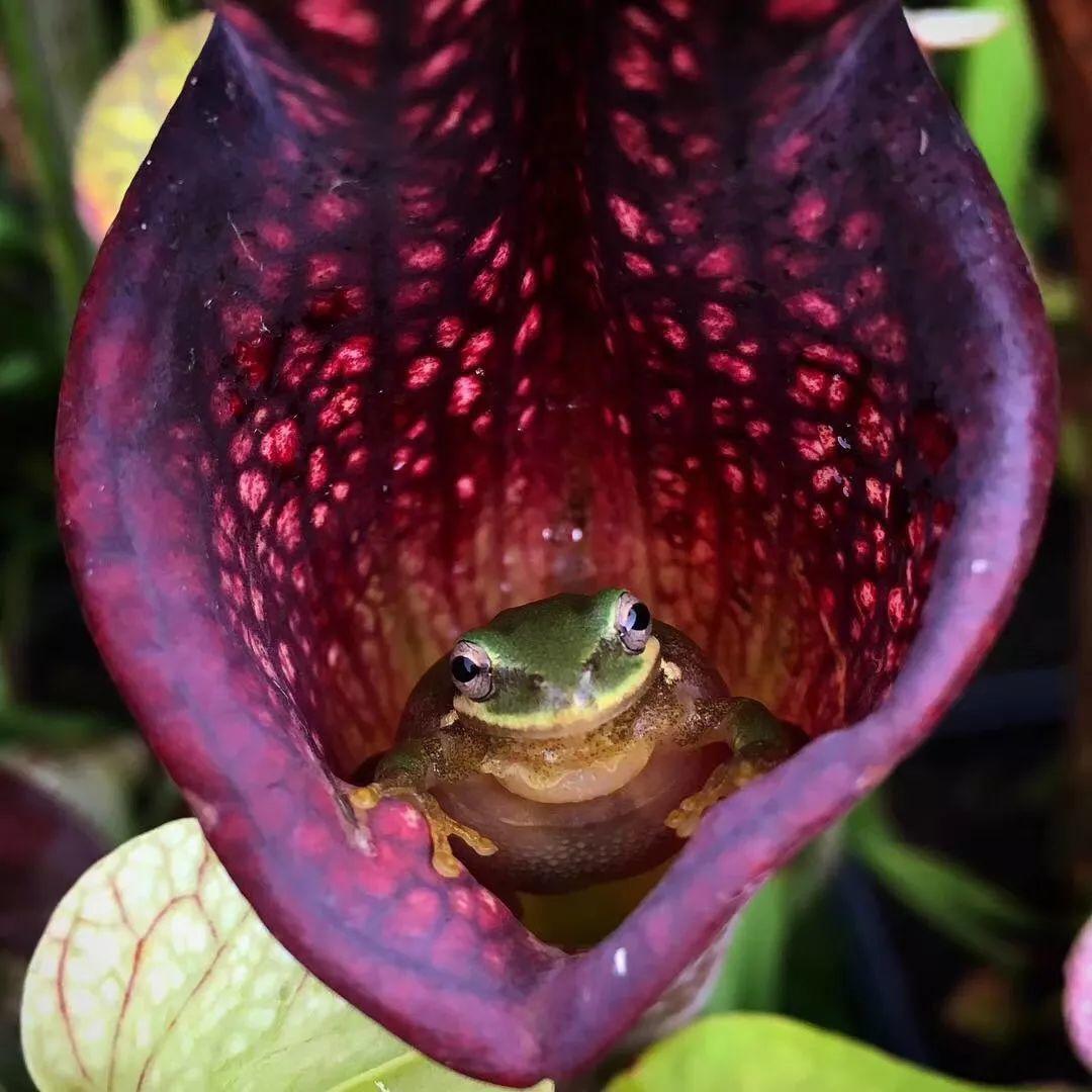 各种食虫植物的特点,不一样的食虫植物