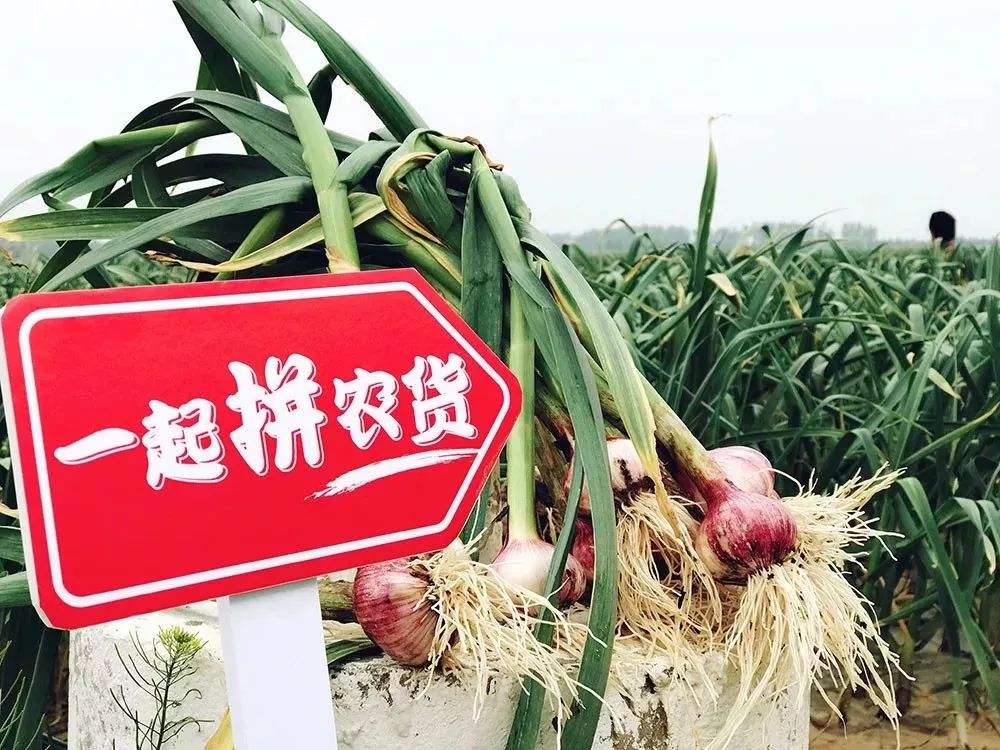 拼多多进军工业品,拼多多推出多多农园