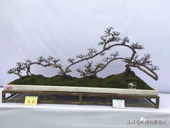 雀梅盆景下山桩如何栽,雀梅提根盆景老桩欣赏