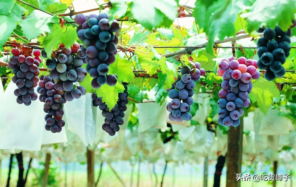 如何选葡萄甜不甜,葡萄甜不甜看这里就知道