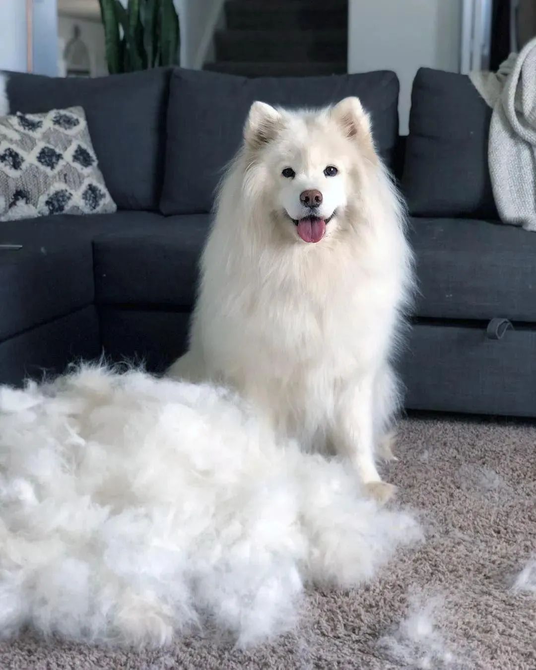 什么狗最好养又听话不掉毛不乱叫,什么狗适合家里养不掉毛也不臭