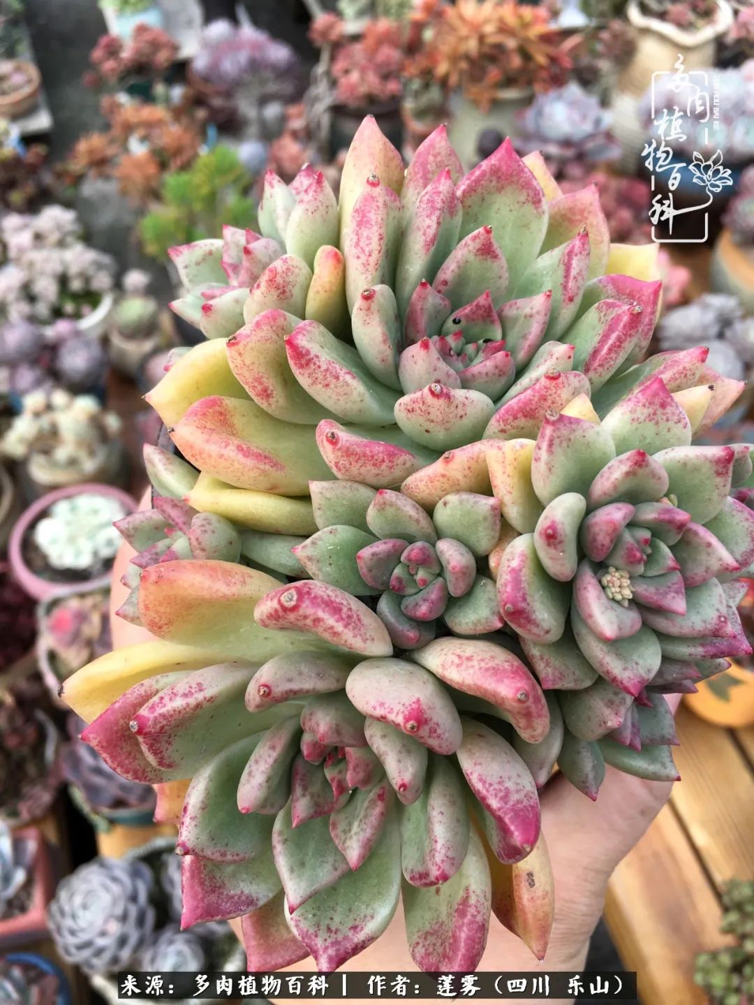 治愈系多肉精灵,初冬携一抹暖阳与多肉相伴