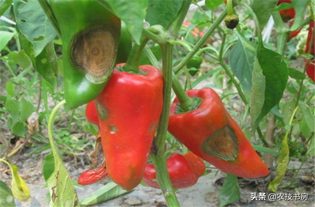 辣椒病害图片与防治辣椒黄叶,大棚辣椒病虫害防治