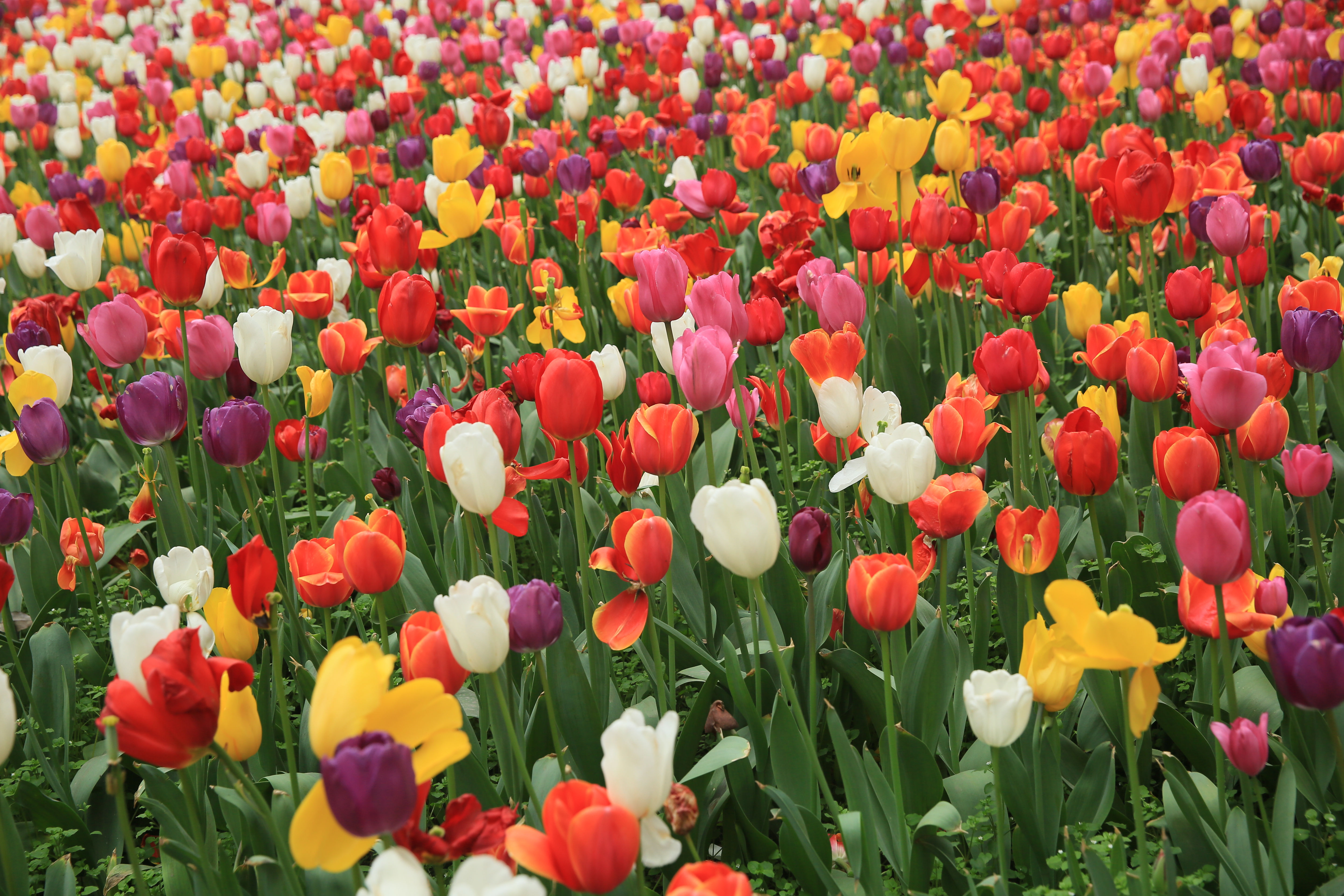 钂叉睙鐭宠薄婀栧ソ鐜╀笉,钂叉睙鐭宠薄婀栧ソ鑰嶅悧