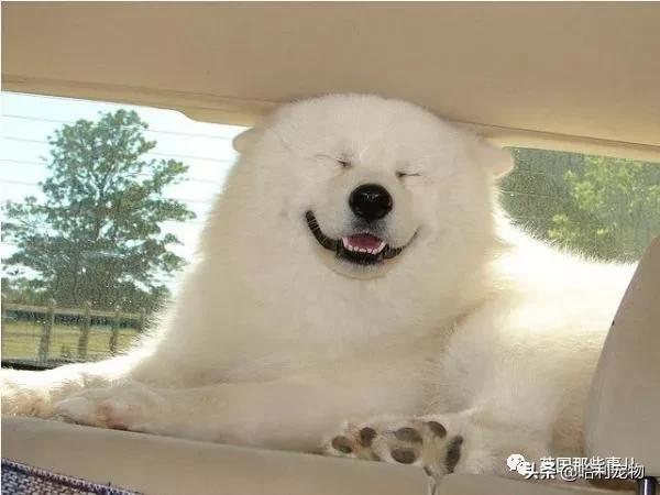 要狗看门？千万别选萨摩耶！这货除了笑不会干别的了
