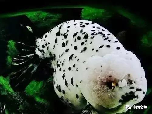 冬天养鱼的正确方法,冬天养鱼养水的正确方法