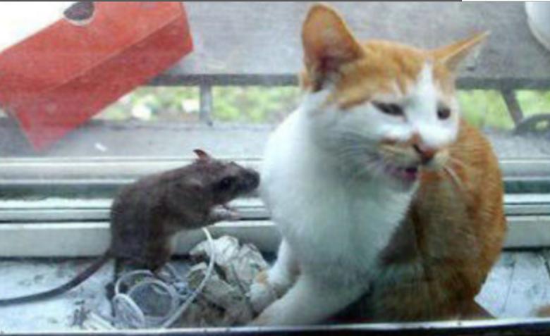 动漫猫和老鼠最强的人物排名,设定最离谱的动漫猫和老鼠