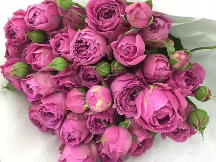 花店必备的5款玫瑰,鲜花图鉴一次性认识30种玫瑰花