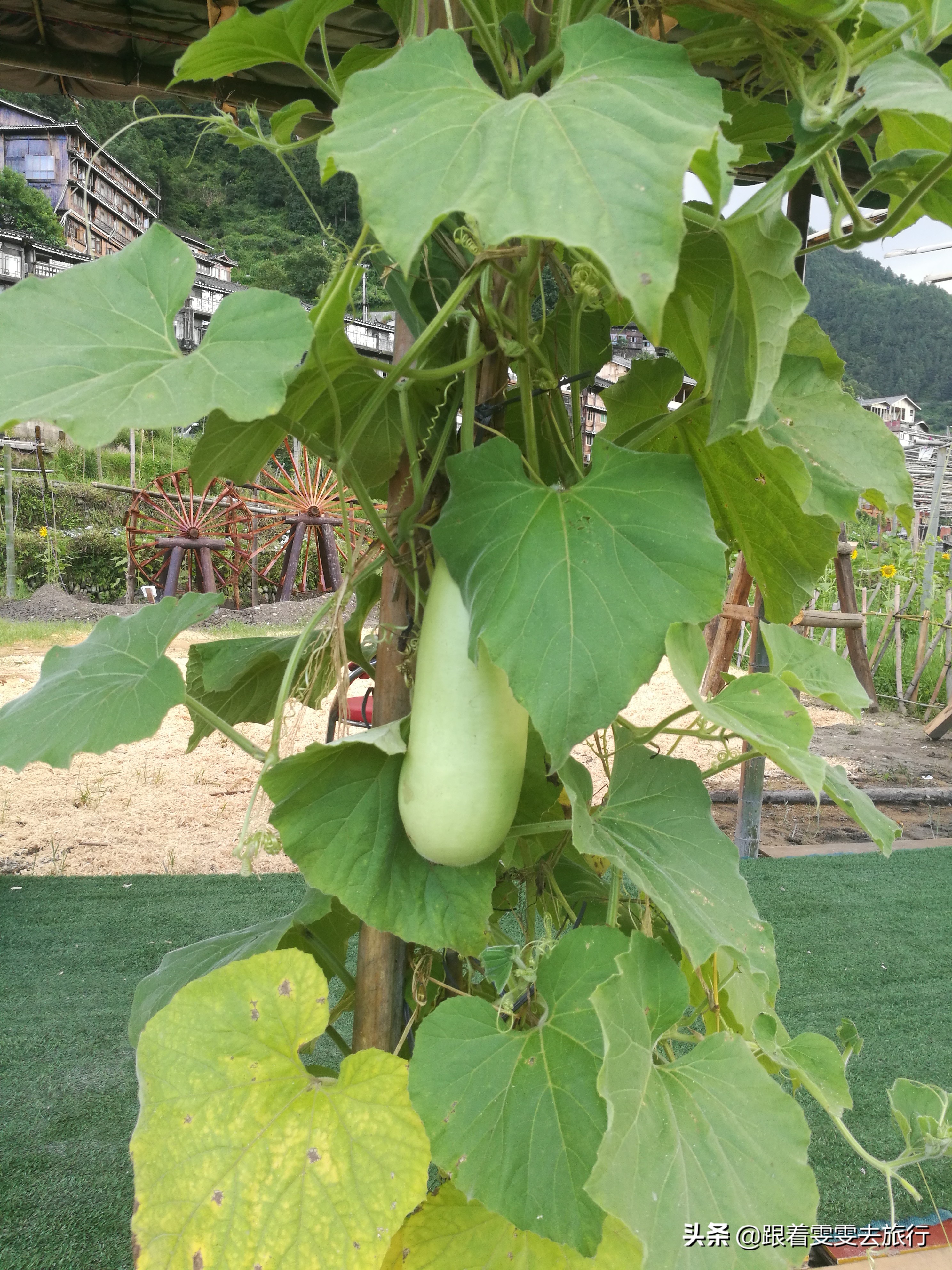 西江千户苗寨游记300字,七彩贵州之西江千户苗寨