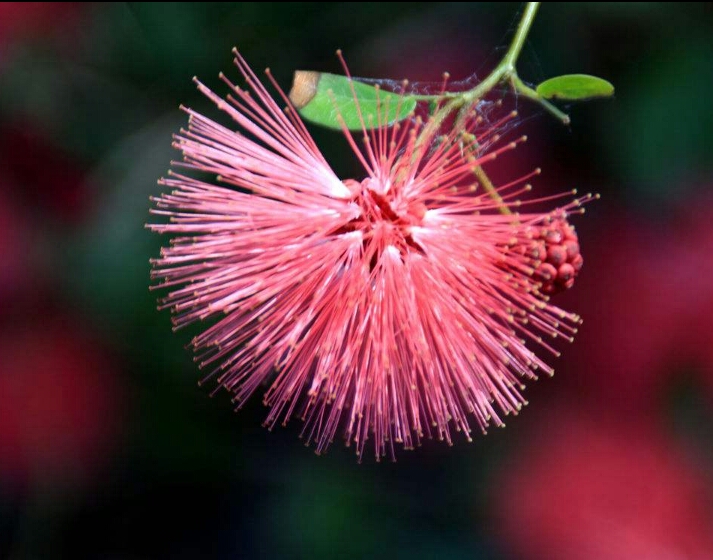 *欢合**花：花美叶美、有色有香的*欢合**花，管理与栽培