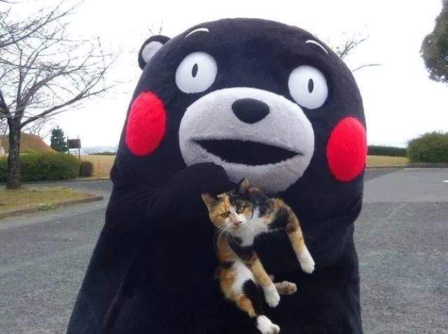 日本的撸猫圣地,日本东京免费撸猫的地方