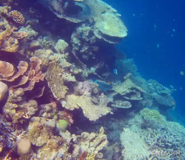 吃河豚鱼中毒能治好吗,吃河豚鱼中毒有救吗