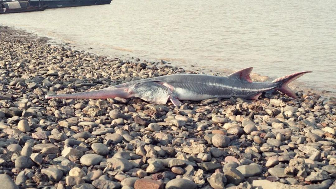 藏羚羊30万一只,藏羚羊30万只了为啥还濒危