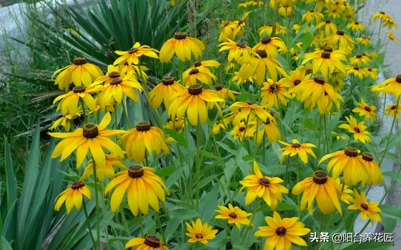 精心种植的一盆菊花非常漂亮,菊花盆栽什么样好看又好养