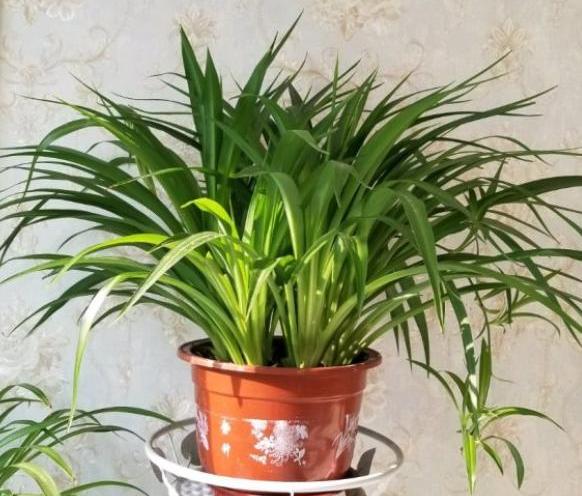 给吊兰换盆时同时可以修根剃头吗,给吊兰施肥怎么做