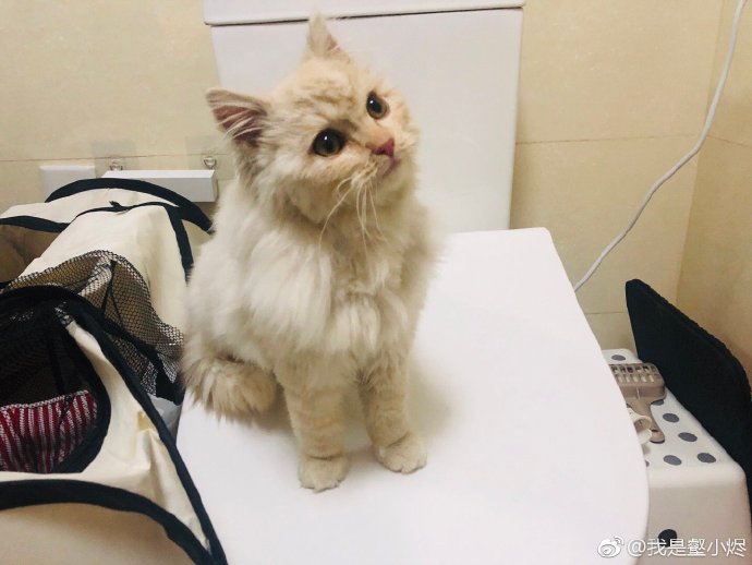 发布领养狗的朋友圈,发布宠物领养文字