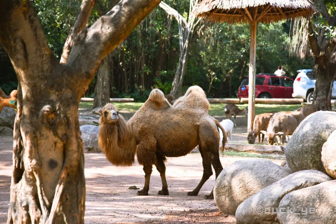 去广州长隆野生动物世界学到什么,5.1广州长隆野生动物攻略