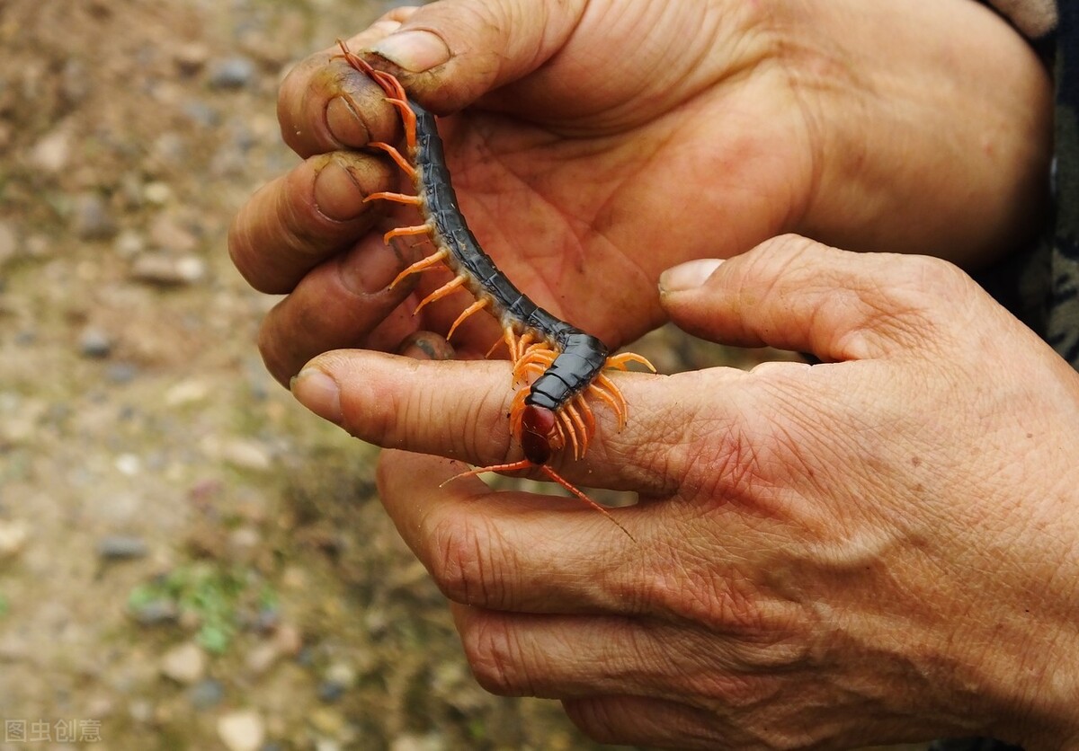 五毒之一的蜈蚣为什么害怕公鸡,蜈蚣怕公鸡公鸡怕什么