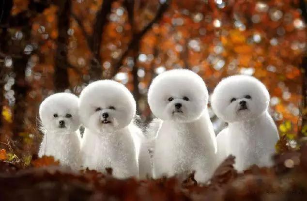 45种狗狗,45种狗狗很难得一见你认识几种