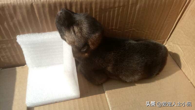 狗狗缺钙的表现怎么治疗,怎么看狗狗缺钙不缺钙