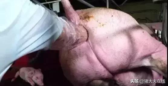 猪病治疗最快方法,猪病急救小窍门