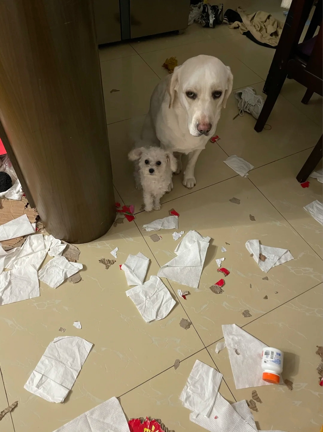 怎么养拉布拉多毛会好,怎么养拉布拉多的方法大全