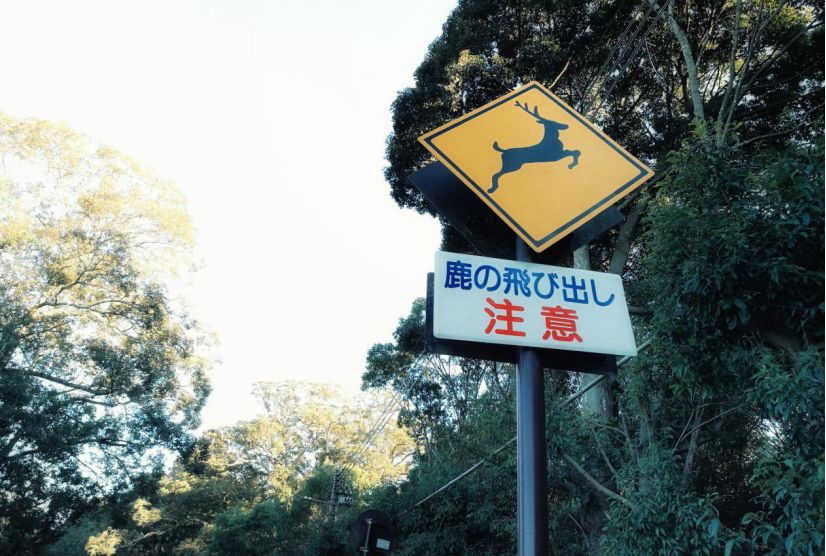 王思聪和李易峰关系有多好,王思聪和李易峰的区别