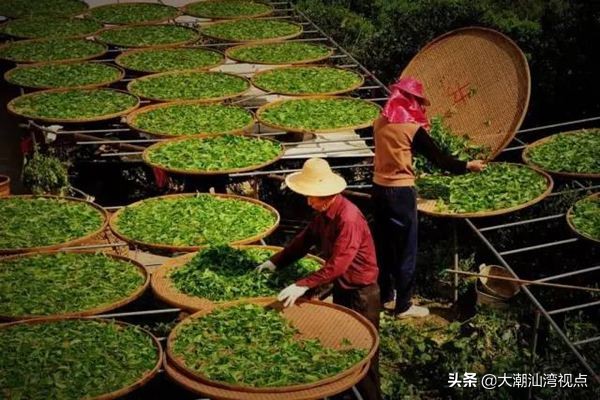 潮州凤凰单丛茶特浓,潮州凤凰单枞茶清香型黄枝香