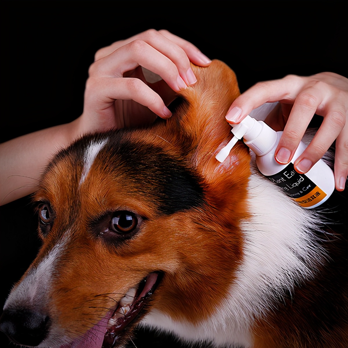 养狗必备七种药,养狗常备药一览表